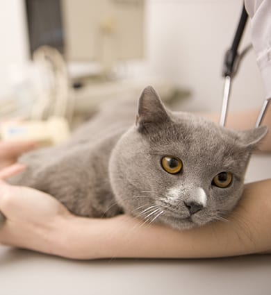 "Cat lying down on examining table at veterinarian office, Canon 1Ds mark III"