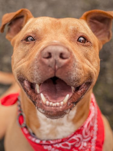 Bubba is a brown pit bull or pit bull terrier mix looking up at the camera with a happy smile.