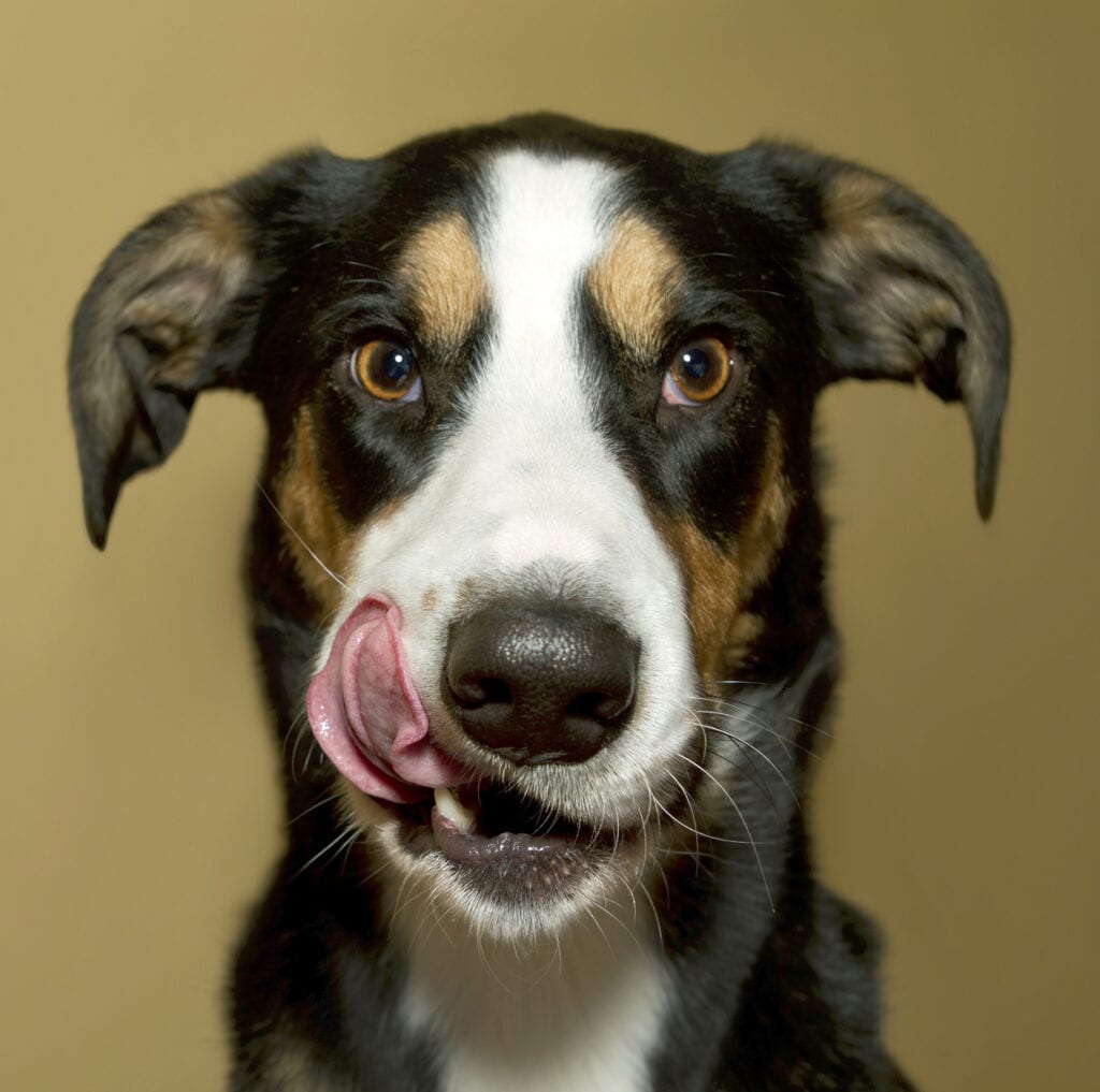 Dog with Tongue