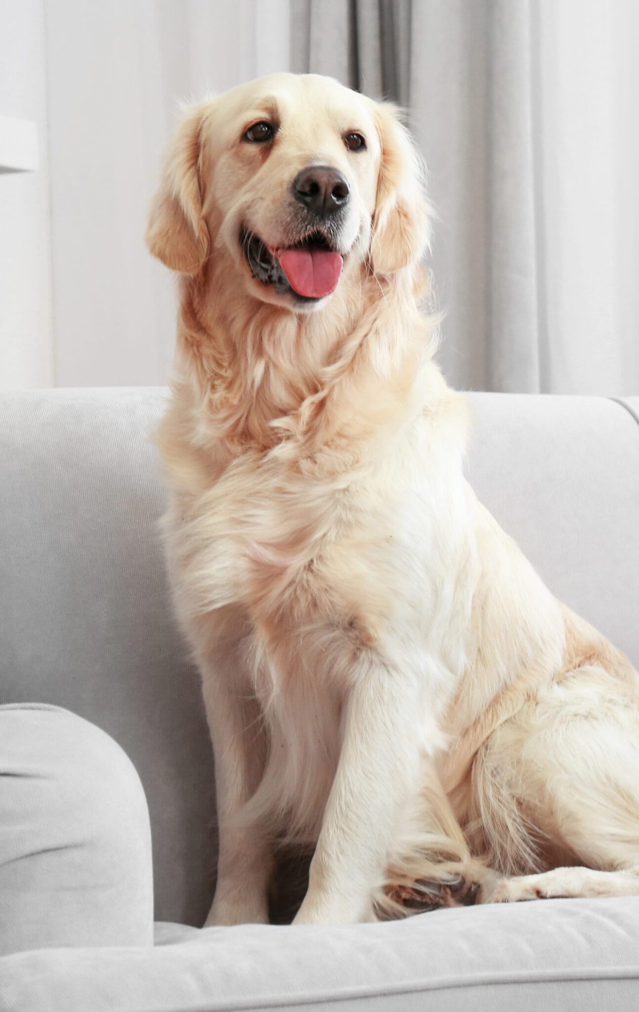 English cream golden retirver sitting on gray couch copy