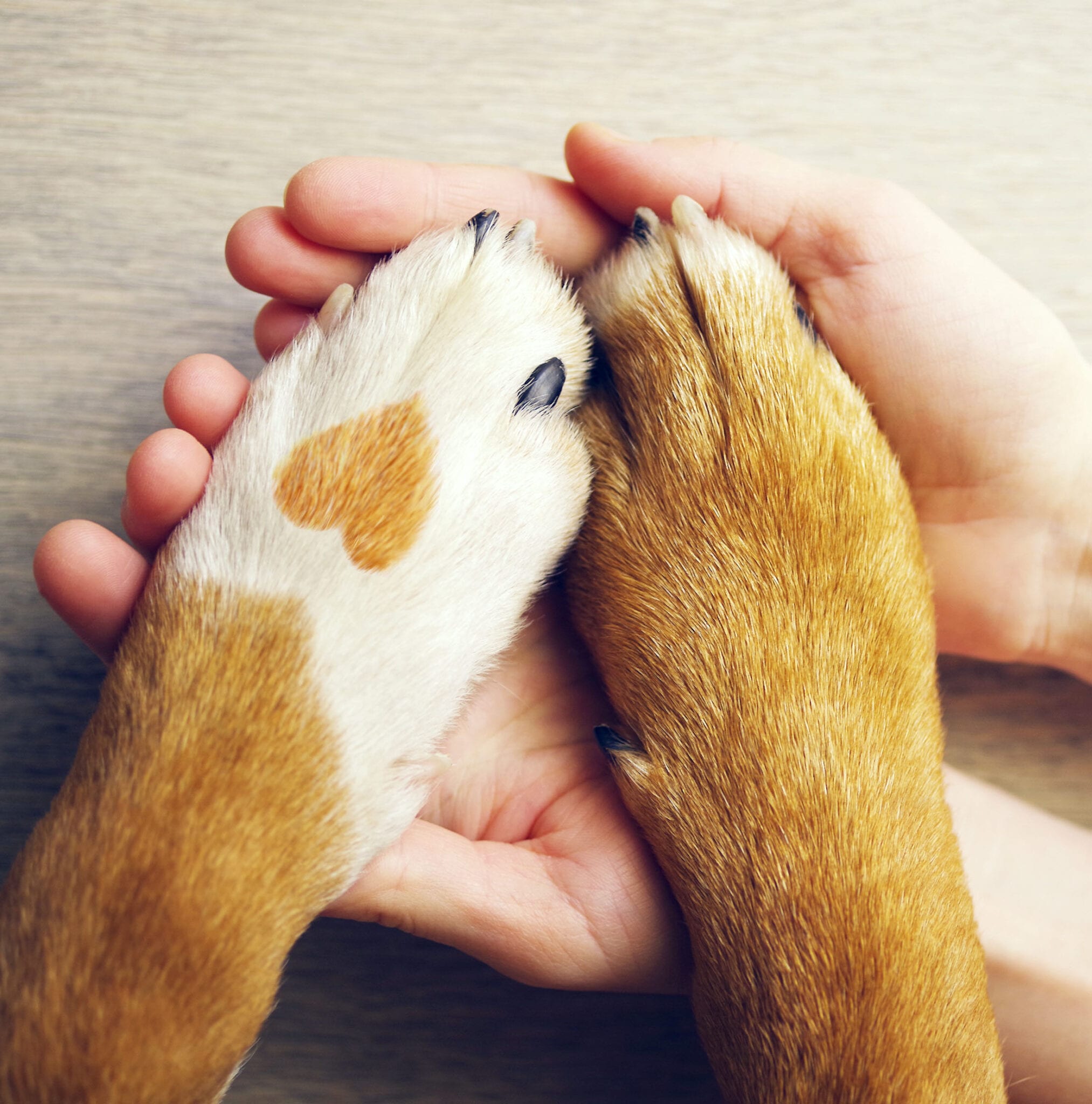 Paws in Hands
