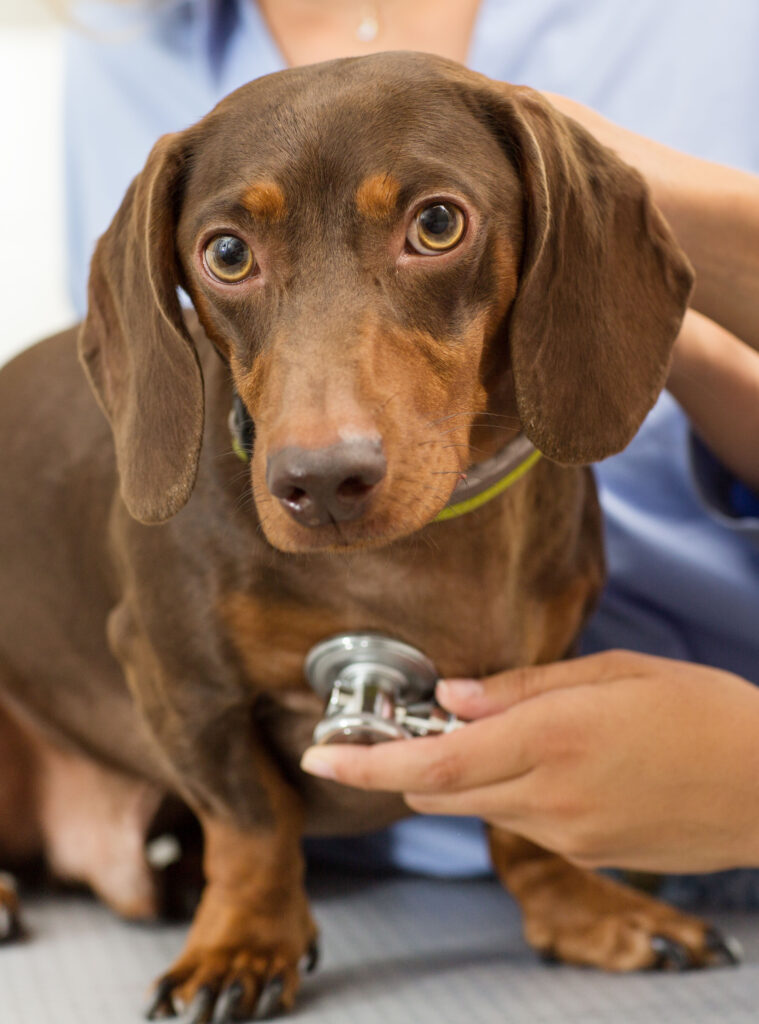 dachsund with stethoscope on table