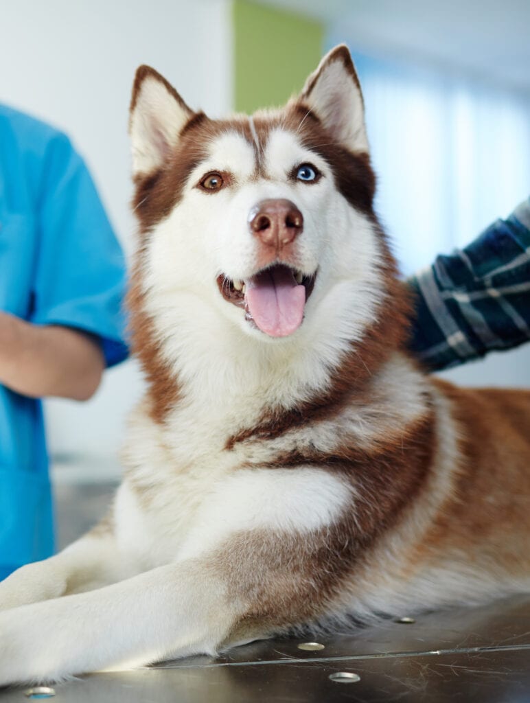 siberian husky on exam room table with doctor in background